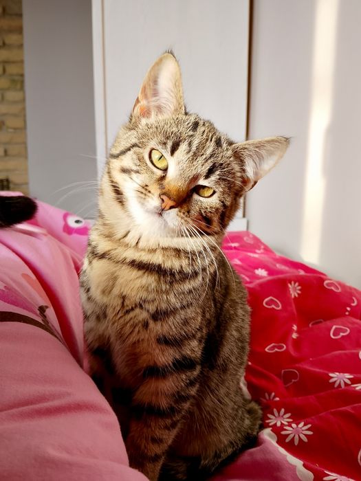 Rysia koteczka 3-4 mies.