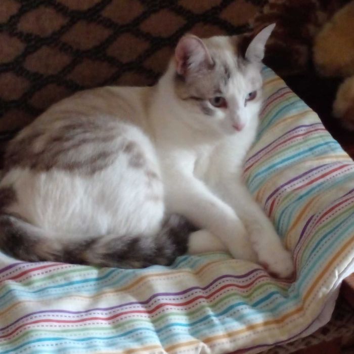 Кошечка ищет семью