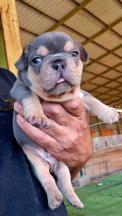 Bulldog francês Macho cor Blue And Tan