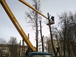 Спил  обрезка плодовых деревьев  любой сложности с вышки и без