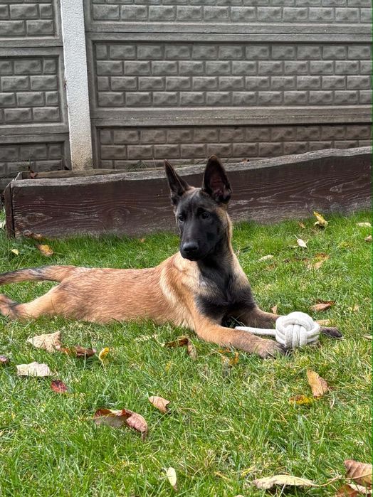 Owczarek belgijski malinois piesek
