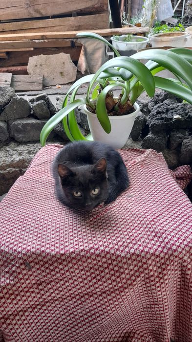Отдам котика в хорошие руки