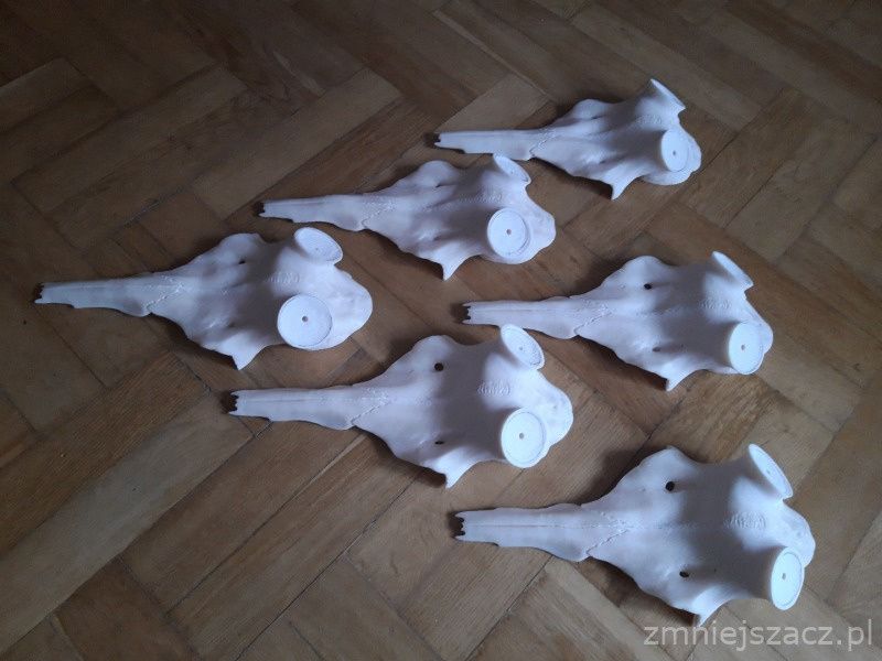 Czaszka jelenia pod zrzuty, poroże