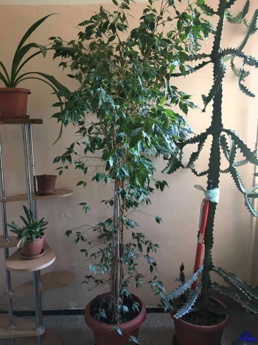 Кофе кофейное дерево   25 см