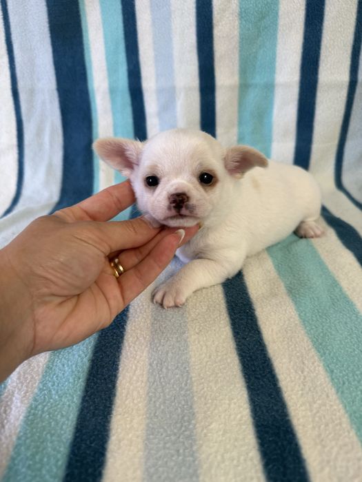 Excelente mini menino Chihuahua/Chiuaua de Qualidade, Linhagem Russa
