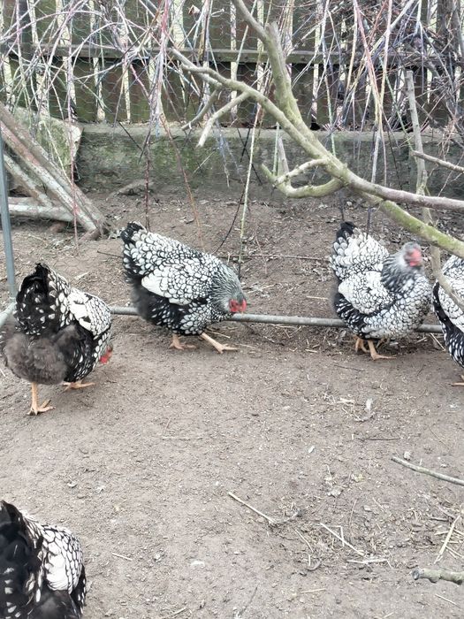 Jaja lęgowe kur Wyandotte Srebrnołuskie