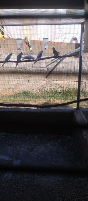 Caturras várias cores