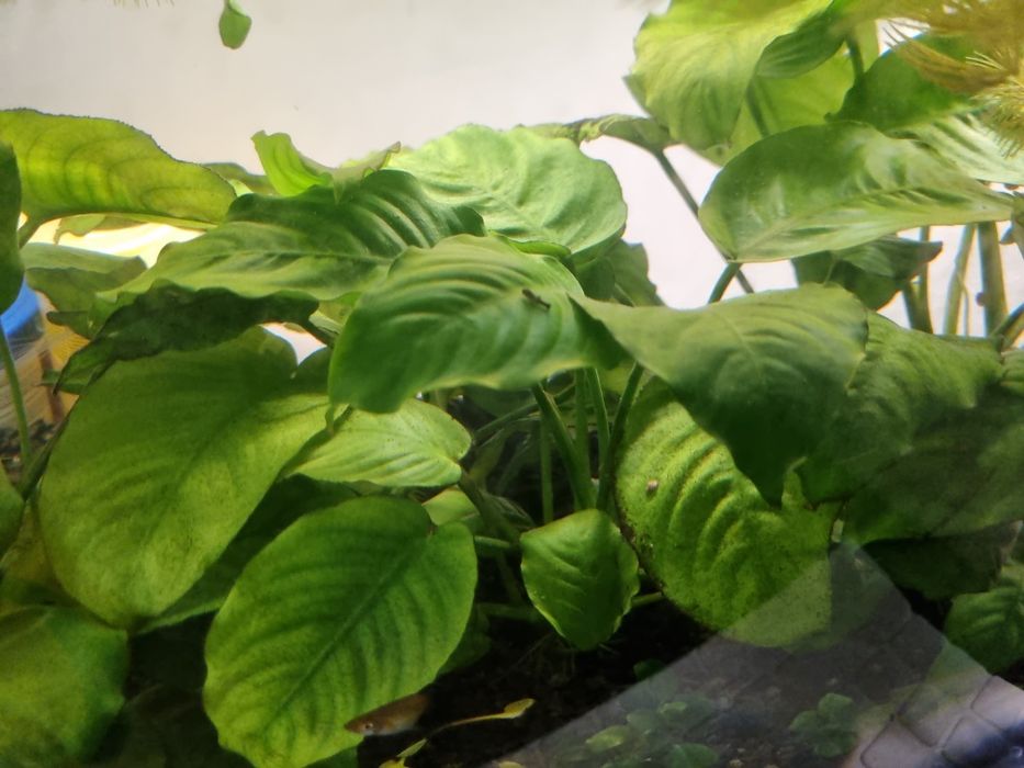 Roslina akwariowa