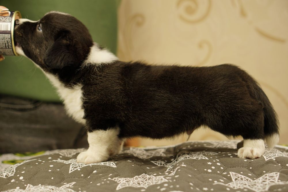 Триколорний хлопчик Вельш Коргі Кардиган