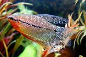 Акваріумні рибки