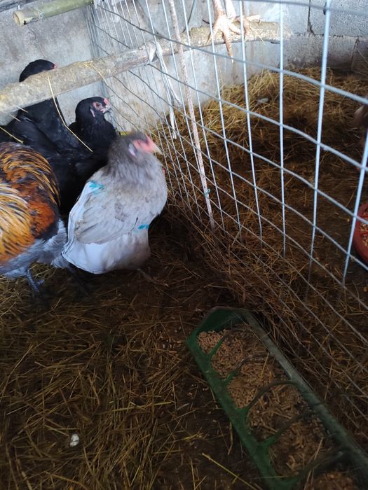 Ovos férteis Oliverejer e legorne