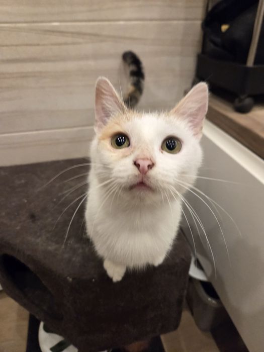 Pesio i Pysia do adopcji razem lub osobno