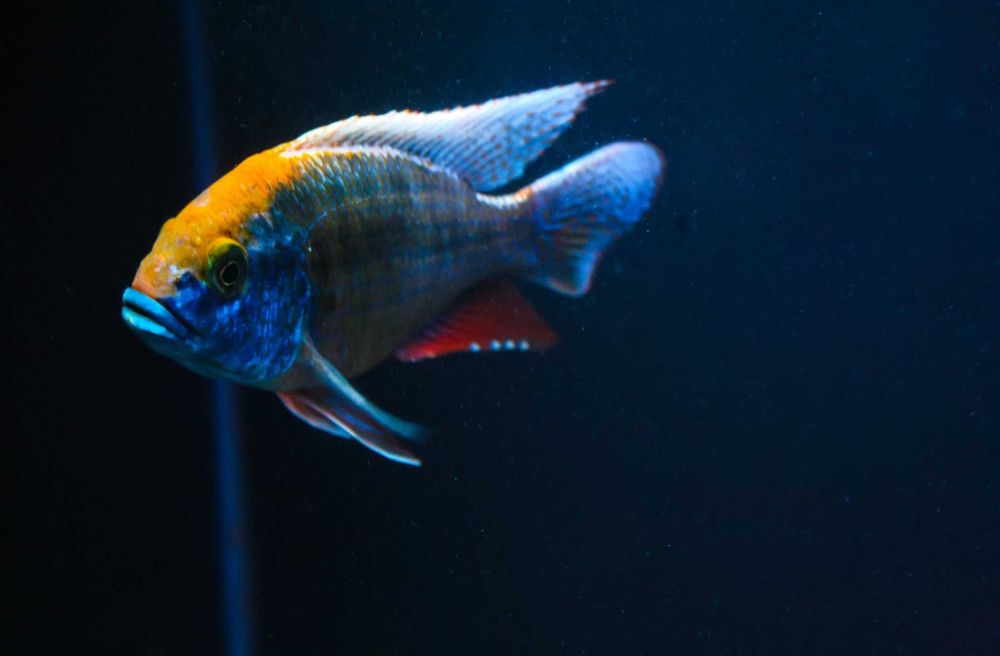 Protomelas spilonotus Mara Rocks - dowóz, wysyłka