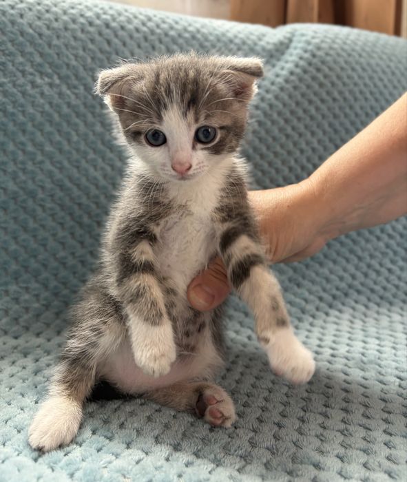 Продам висловухих кошенят
