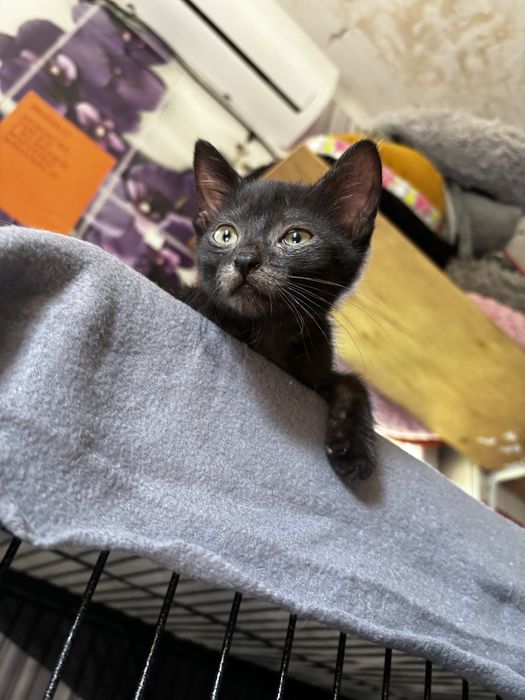 Czarne koty szukqja domu