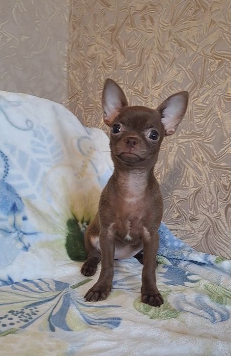 Маленькая шоколадочка