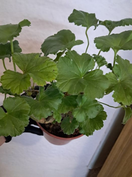 Пеларгонія ЮВ Візантія