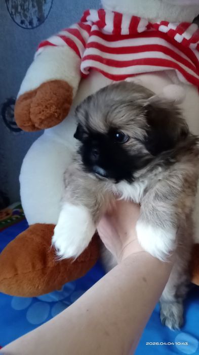 Девочка щенок пекинесик