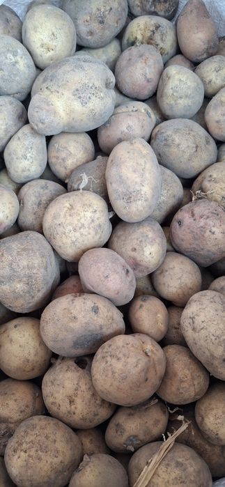 продам картоплю насіневу