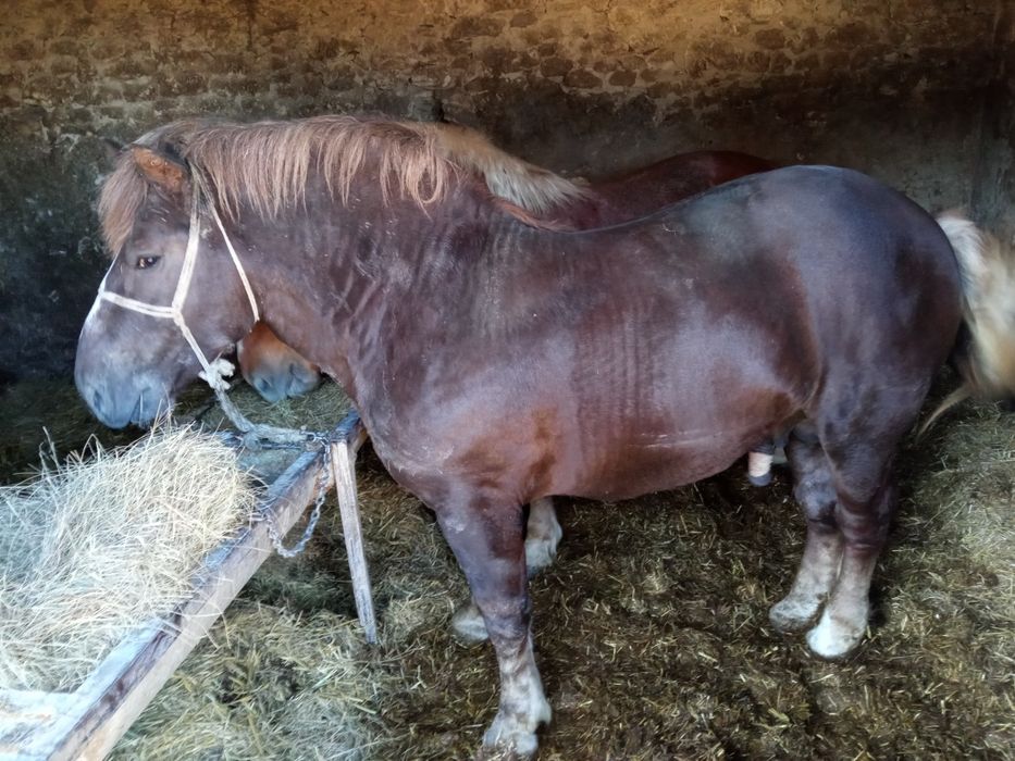 Sprzedam konie źrebaki kasztany Pilne .