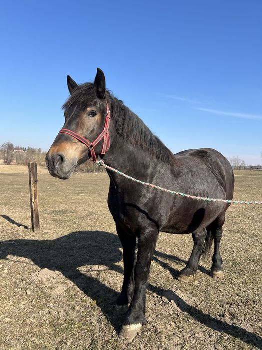 Klacz zimnokrwista, źrebna, ujeżdżona