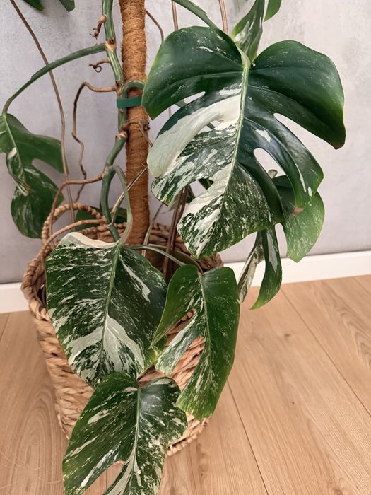 Monstera Variagara