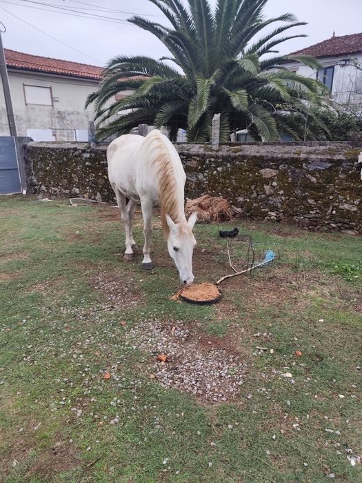 Égua lusitana bem montada