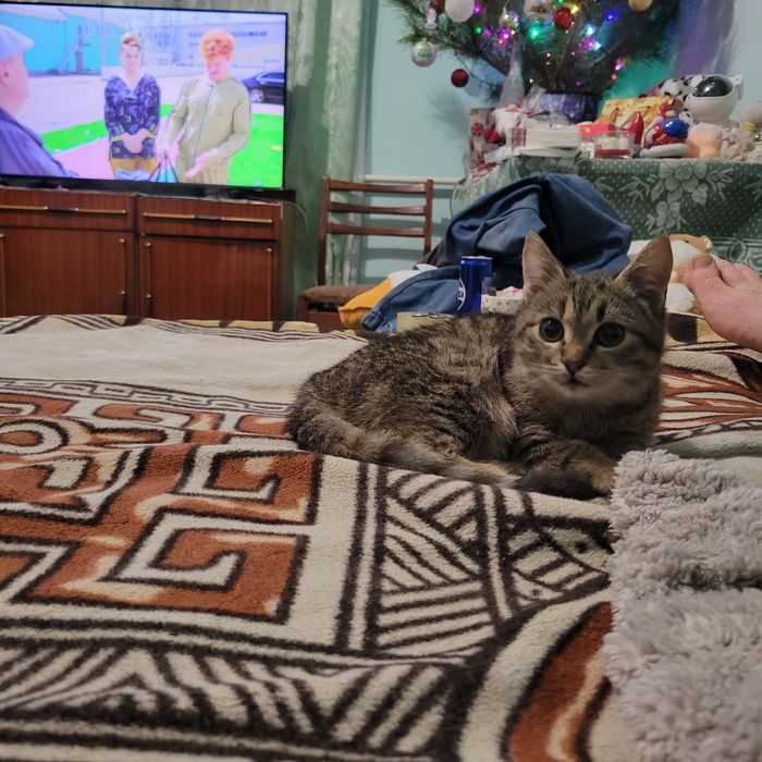 Кішка безкоштовно