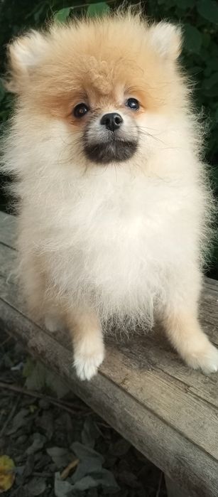 Диво а не хлопчик померанського шпіца.