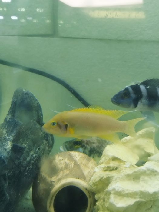 Neolamprologus daffodil tanganika 2