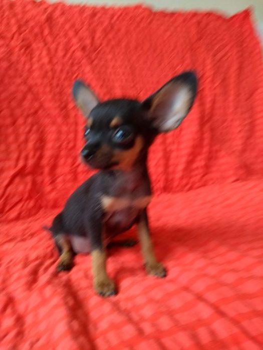 Pinczer Ratlerek prawdziwie miniaturowy