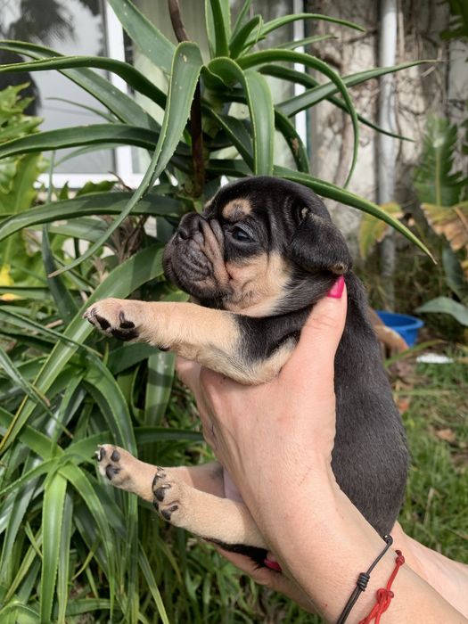 Bulldog black tan