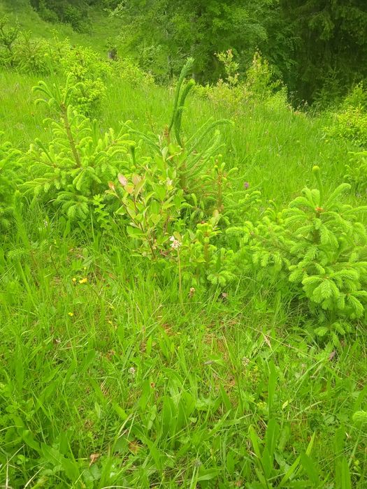 Огорожа,паркан живий