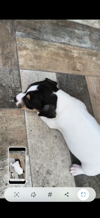Jack russel terrier