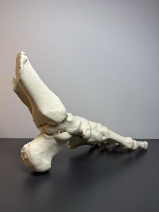 Szkietel model Stopy
