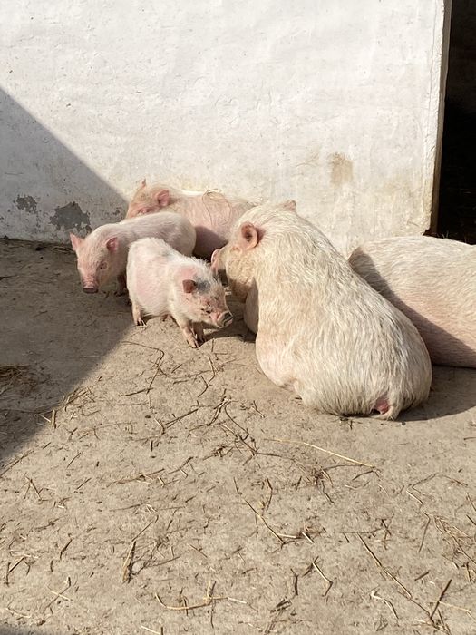 Mini porcos de Göttingen