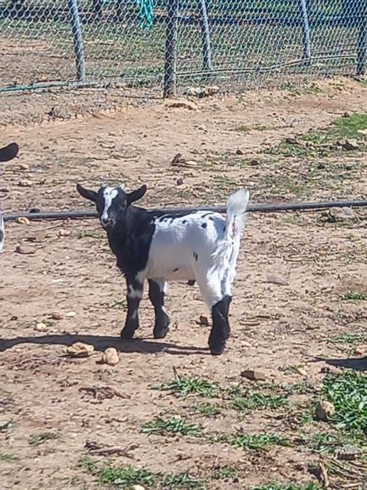 mini cabra macho de 3mes..