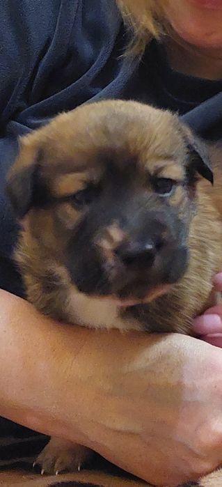 Продам  шарпей помість