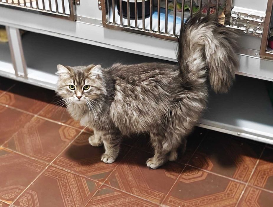 Чарли (1 год) ищет дом! Кот кошка