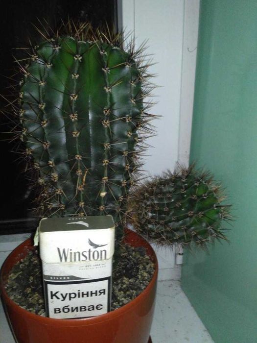 Продам Хоя (Восковик), кактус.