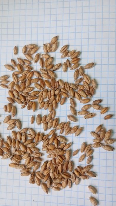 Pszenżyto ozime 100kg