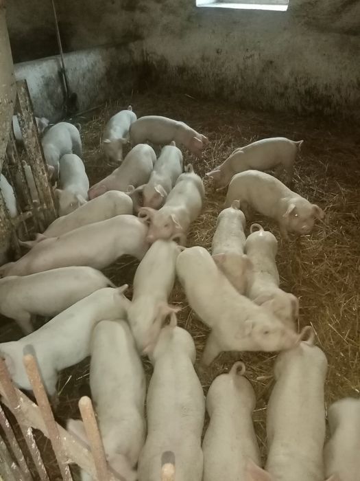 Prosięta 7 tygodniowe