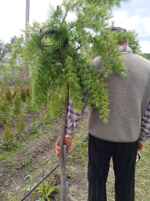 Продам саджанці хвойних дерев