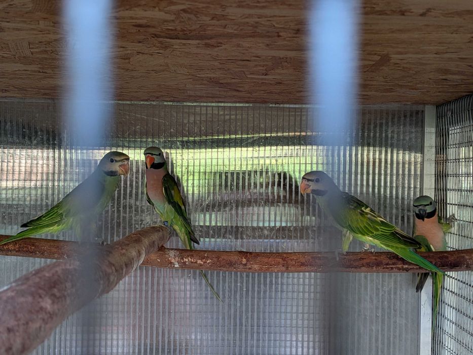 Periquito-Moustache (Psittacula alexandri)