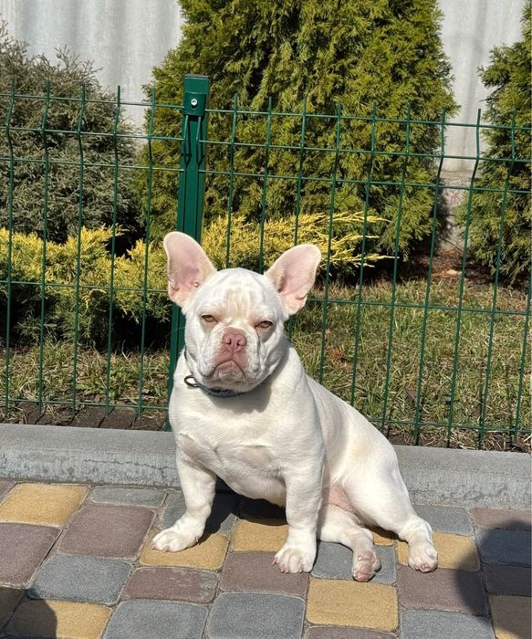 Стерилізована дівчинка французького бульдога окрас платіна 1,5 роки
