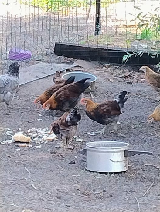 Kogutki zielononóżki kurop.11 tyg.