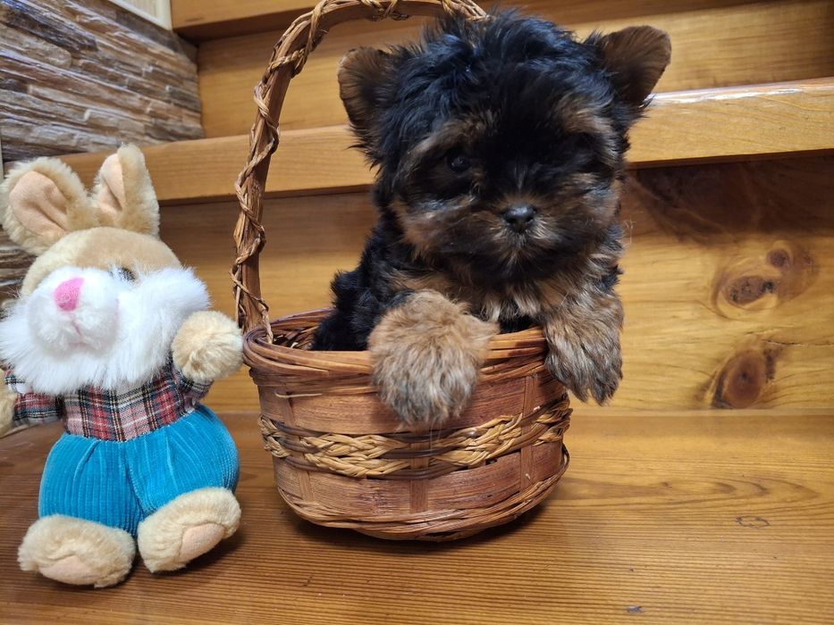 Кукольный мальчик Мини Йорк!