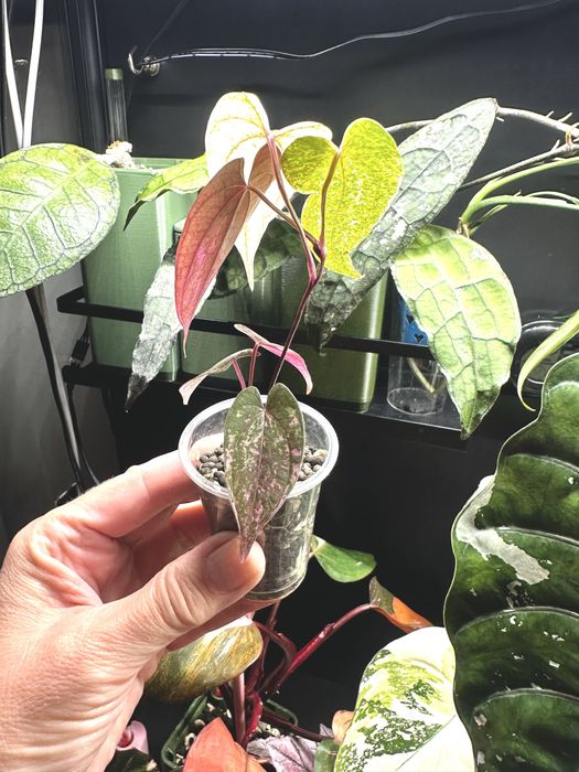 Diodcorea Pink Pixel - UKORZENIONA