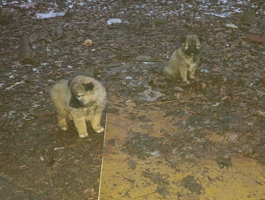 Малюки шукають дім