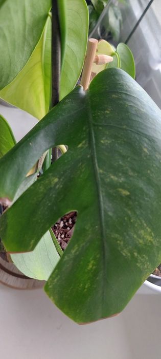 Monstera Marmorata